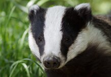 Government expands badger cull to five new areas despite warnings it doesn’t work