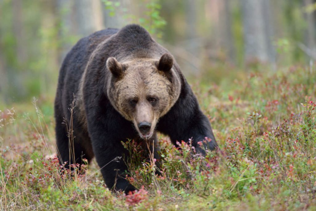 Brown bear in woods