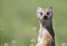 We’re nothing like Michael Gove, insist Weasels Michael Gove