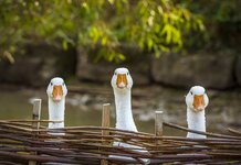 New £50 note to be made of foie gras Geese