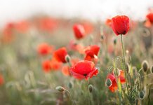 Arms manufacturers to commemorate the fallen dead