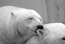 Idiots declare ‘It’s officially Christmas!’ following annual sugar water advert