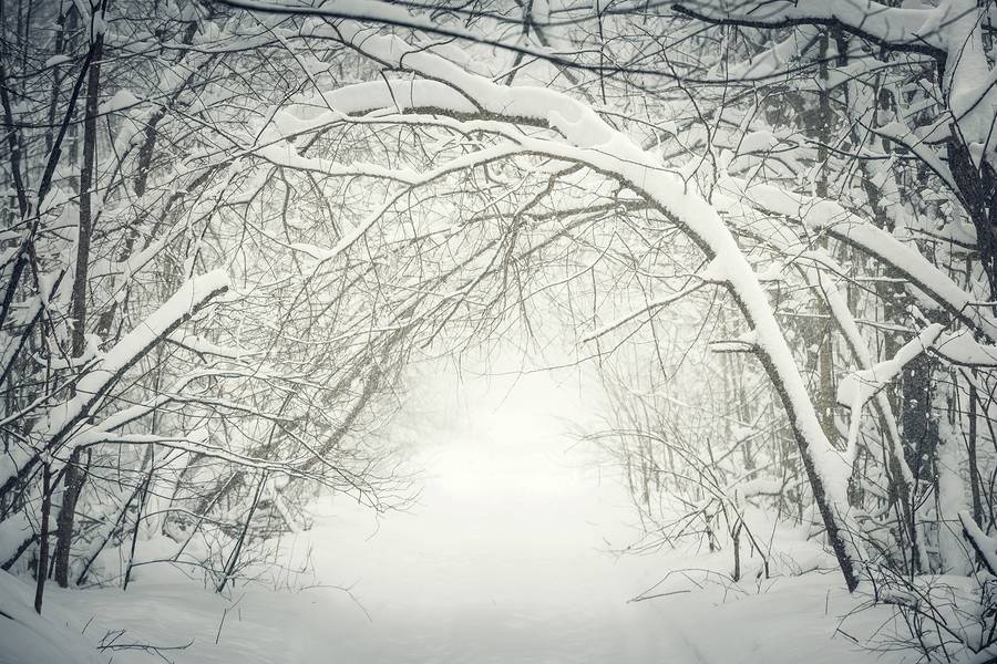 Snow on trees
