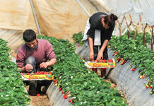 Sex worker and fruit picker tops post-Brexit career options