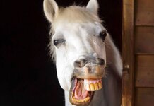 If anyone is going to offer stable leadership it’s us, say bolted horses