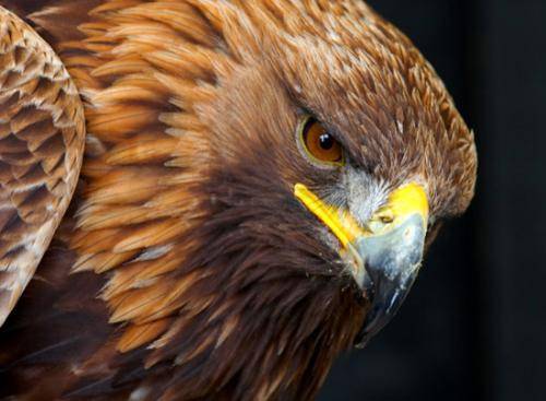 Golden eagle