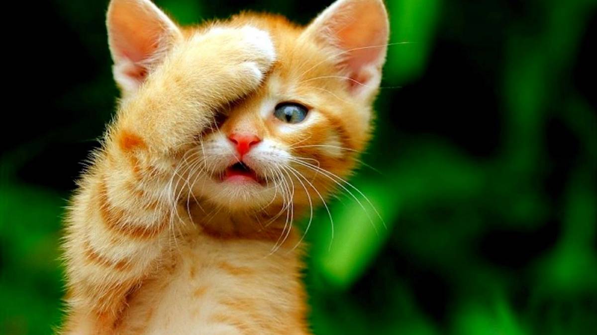Cat's Eyes