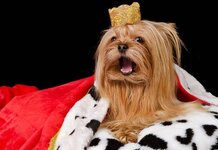 Stephen Fry forced to deny writing tomorrow’s Queen Speech