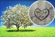 TM + DUP 4EVA carved into Magic Money tree by PM