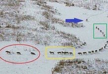 A little food for thought… A pack of wolves