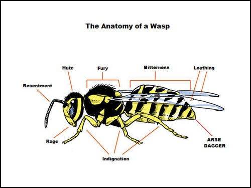 A Wasp