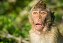 Full blown Brexit testing on monkeys halted after everything in lab just f*cking died