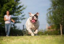 Brexiter says his raison d’être is to keep English for the english