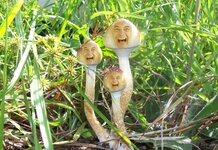 Warnings issued magic mushroom Brexit brexitius causes hallucinations of £350M week for NHS