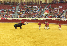 Bloke paid to piss off bull killed by pissed off bull Forcados