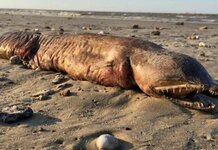 Mysterious fanged sea creature that washed up on Texas beach identified as Steve Bannon Sea Creature