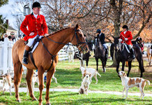 Conservatives to shoot badgers until Henry VIII powers allow them to hunt with dogs again