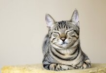 Corbyn’s cat is a Tory