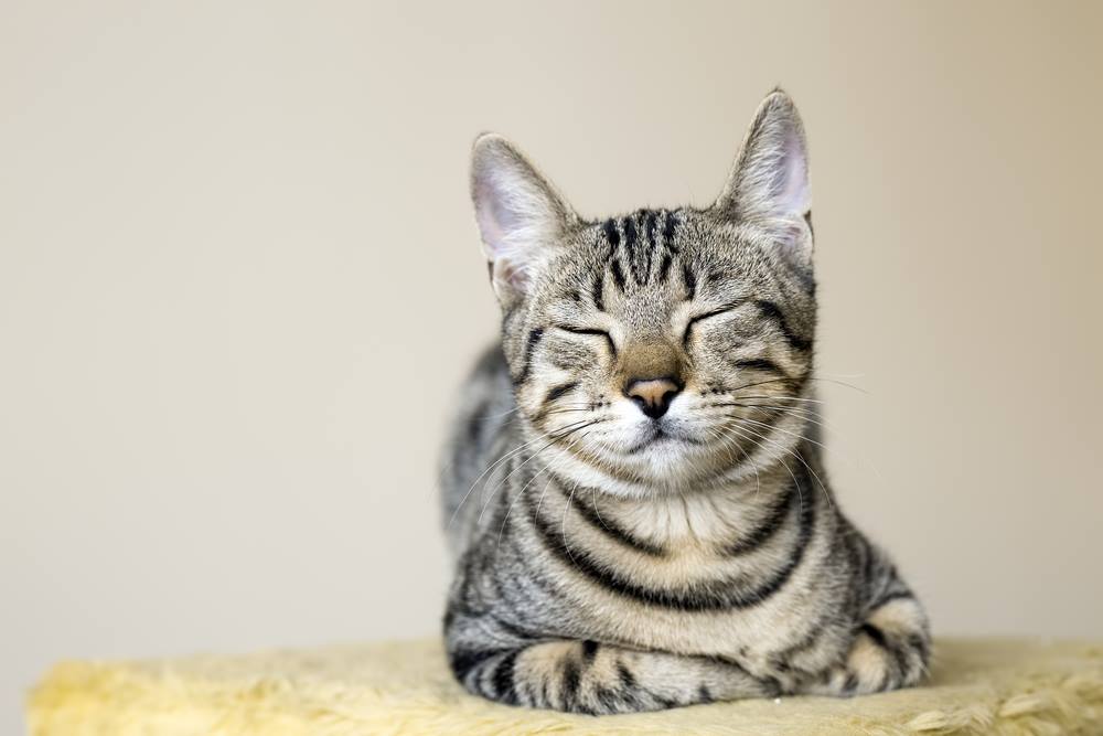 Corbyn’s cat is a Tory