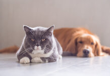 Bored Cat And Dog