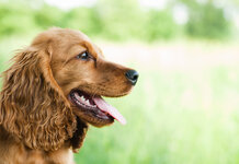Cocker Spaniel has reasonable and sensible response to doorbell Cocker Spaniel