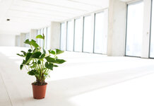 Harvey Weinstein’s office pot plant to release cover of Louis Armstrong’s Nobody Knows The Trouble I’ve Seen Pot Plant