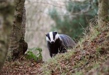 Badger fed up with receiving ‘Bristle-enhancing Pills’ emails Badger