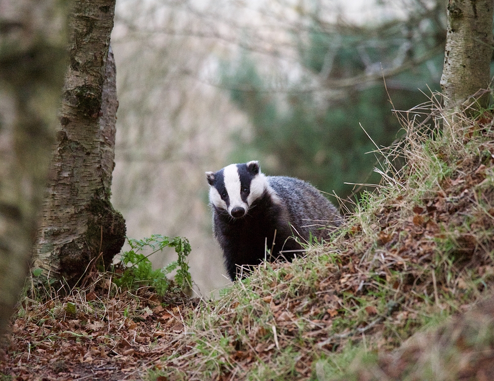 Badger fed up with receiving ‘Bristle-enhancing Pills’ emails Badger