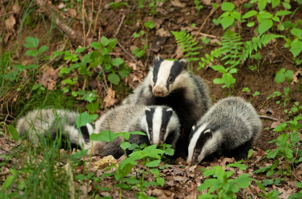 Badgers vote for cull of Conservative MPs Badgers