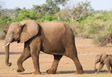 NRA claims that fewer elephants would be shot by hunters if more of them carried guns Elephants