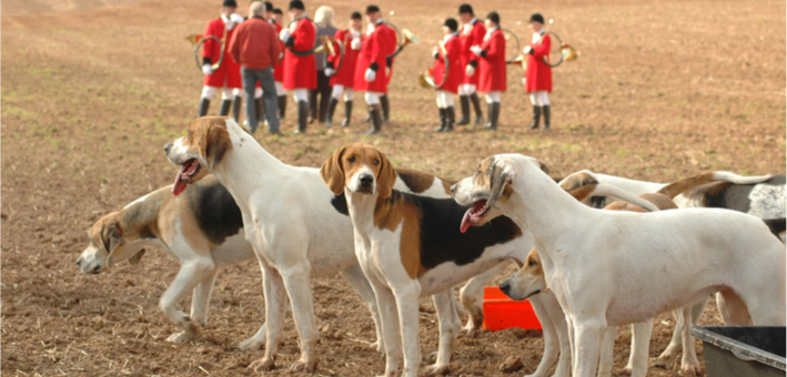 Inner city youths escape prison for dogfighting by wearing red jackets and calling people ‘common’
