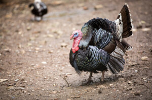 Turkey