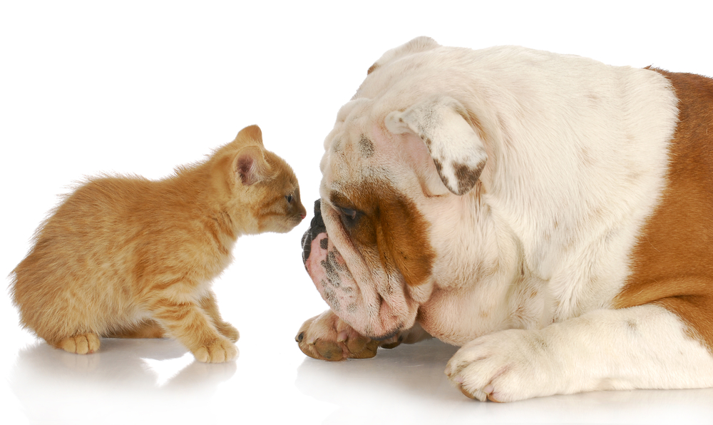 Baxter, president of Dogs, issues chilling warning to Felix, Beloved Leader of the Cats.