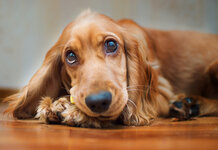Family dog dutifully tells sleeping baby that there’s somebody at the door Spaniel