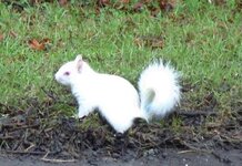 Pedigree Siberian hamster spotted near Brighton