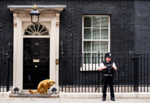Relief for constipated Dog after long search for the perfect spot leads to Downing Street