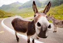 Man thrown out of vegan cult for wearing donkey jacket