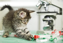 Earth isn’t flat, cats would have pushed everything off edge by now if it was, confirm scientists Kitten lab