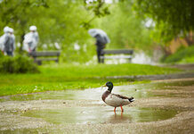 Great weather for ducks, confirm ducks Duck