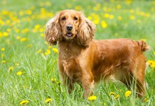 You moved a little bit so obviously that means we’re going for a walk, says dog