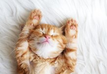 Tickle my tummy, says genocidal bastard