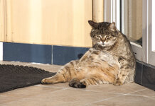 Catlike powers wasted on cats Lazy Cat