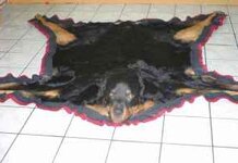 What to do when your dog dies in your hot car