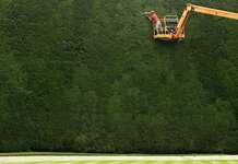 Nothing says f*** you to a neighbour like a Leilandii hedge