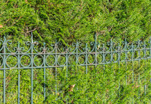 Trump abandons plans to build wall, resolves to plant Leylandii hedge on Mexican border