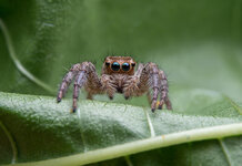 Gigantic spider pokes two holes in upholstery of sofa according to four year old eye witness Massive Spider