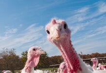 Only 23 days to save historic Christmas Deal, warn turkeys