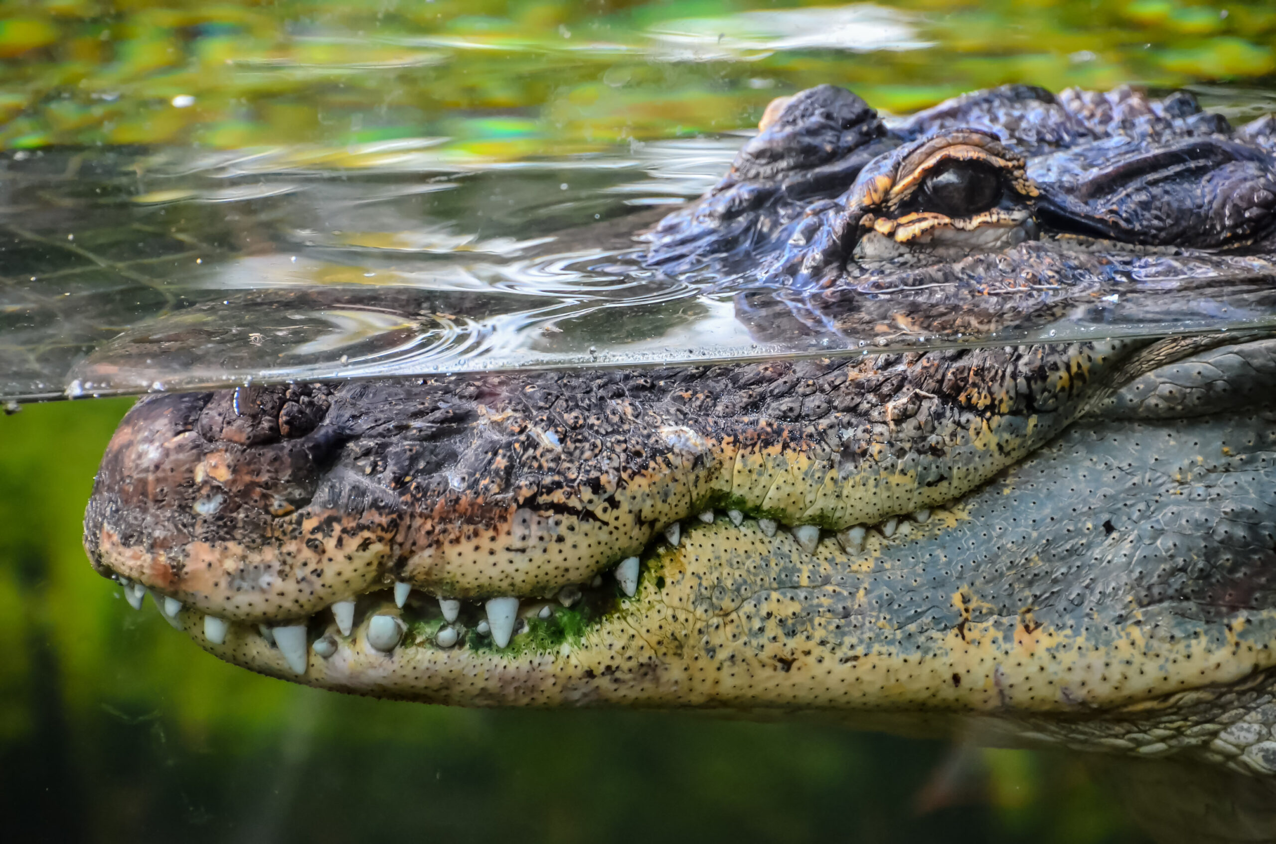 Crocodile does bushtucker trial on I'm a Celebrity